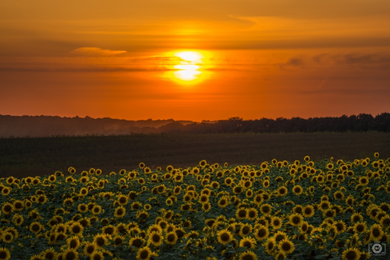 Beautiful Sunset Over Sunflower Field - High-quality free Photo in cattegory Sunset / Backgrounds from FreeArtBackgrounds.com