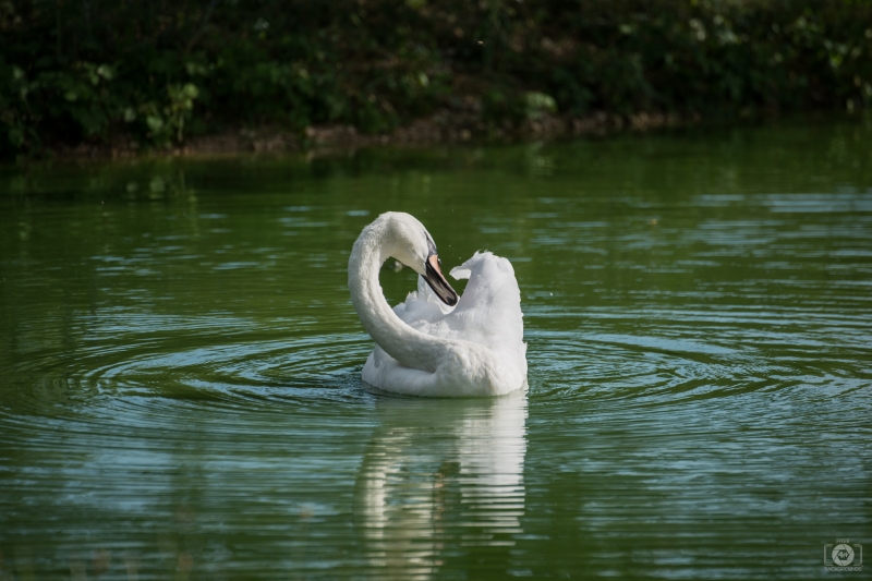 Beautiful Swan Swimming on Lake Background - High-quality free Photo in cattegory Swans / Backgrounds from FreeArtBackgrounds.com