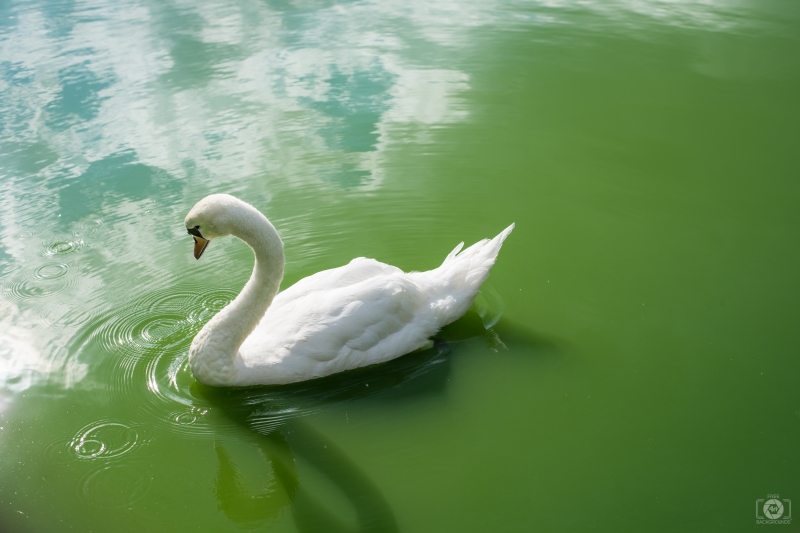 Beautiful White Swan Background - High-quality free Photo in cattegory Swans / Backgrounds from FreeArtBackgrounds.com
