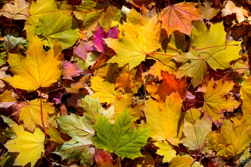 Beautiful Yellow Autumn Leaves Background - High-quality free Photo in cattegory Autumn / Backgrounds from FreeArtBackgrounds.com