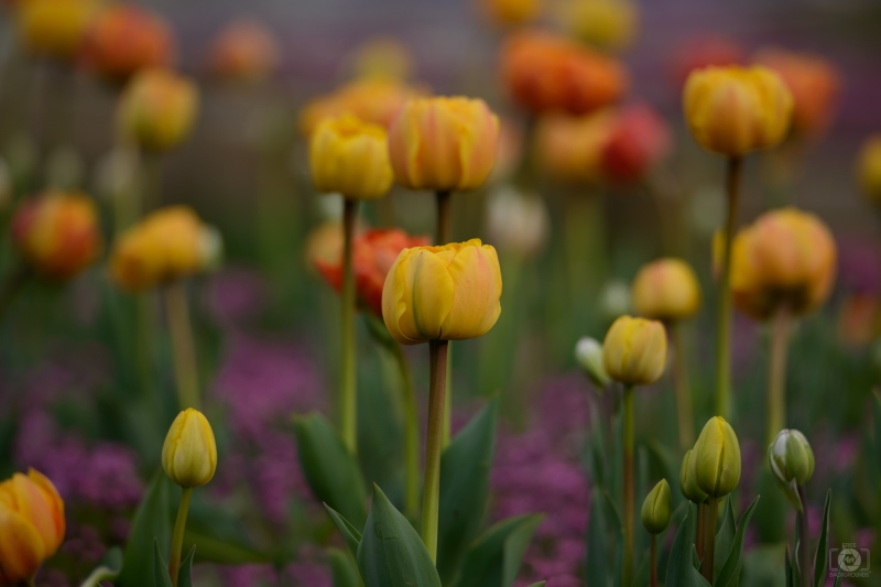 Beautiful Yellow Tulips Background - High-quality free Photo in cattegory Flowers / Backgrounds from FreeArtBackgrounds.com