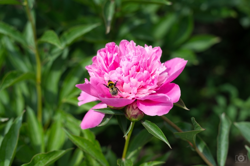 Bee on Pink Peony Background - High-quality free Photo in cattegory Flowers / Backgrounds from FreeArtBackgrounds.com