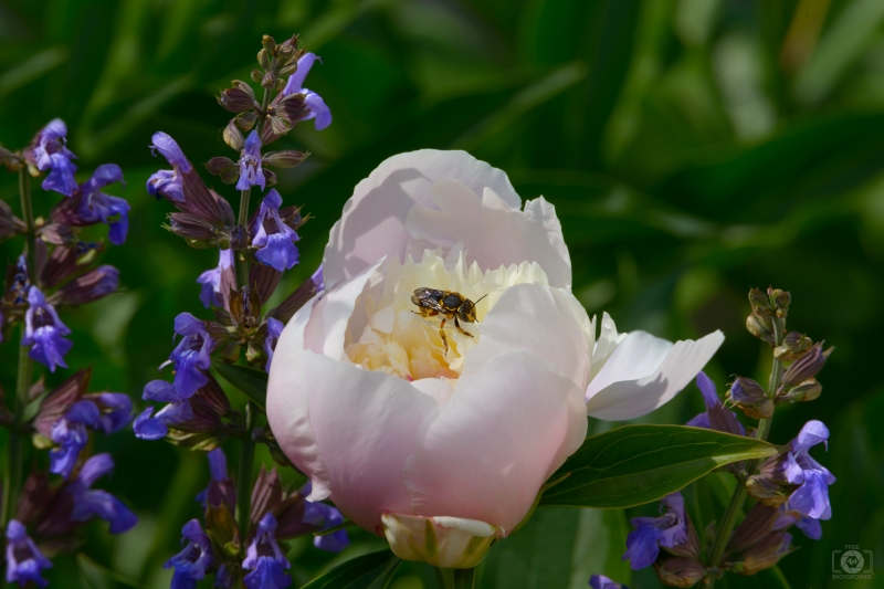 Bee on White Peony Bud Background - High-quality free Photo in cattegory Flowers / Backgrounds from FreeArtBackgrounds.com