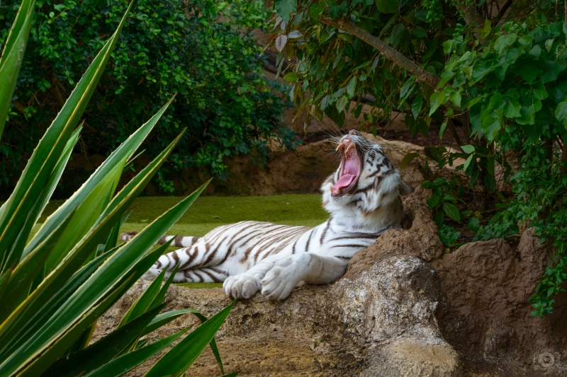 Bengal Tiger Yawning Background - High-quality free Photo in cattegory Animals / Backgrounds from FreeArtBackgrounds.com