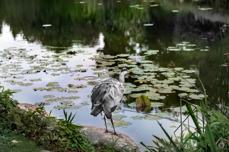 Bird Grey Heron by LakeBackground - High-quality free Photo in cattegory Birds / Backgrounds from FreeArtBackgrounds.com