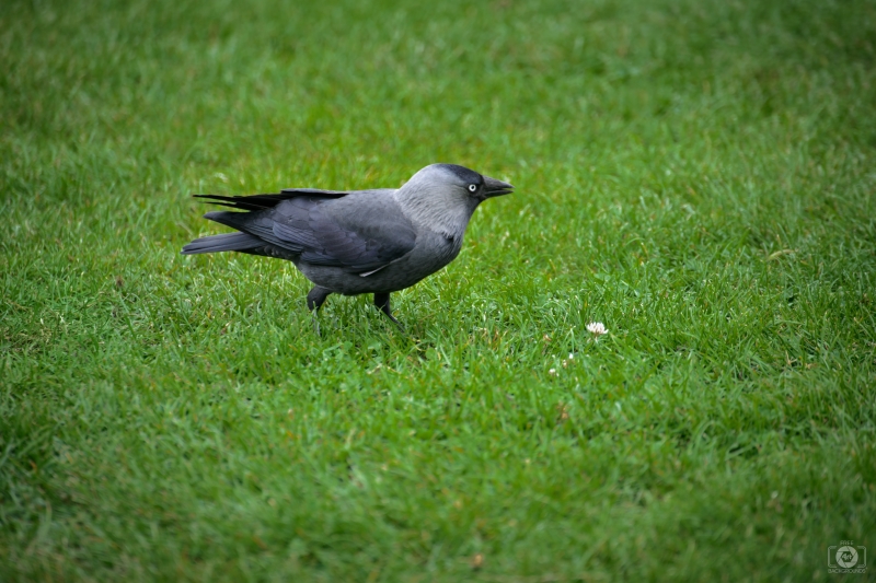 Bird Jackdaw Background - High-quality free Photo in cattegory Birds / Backgrounds from FreeArtBackgrounds.com