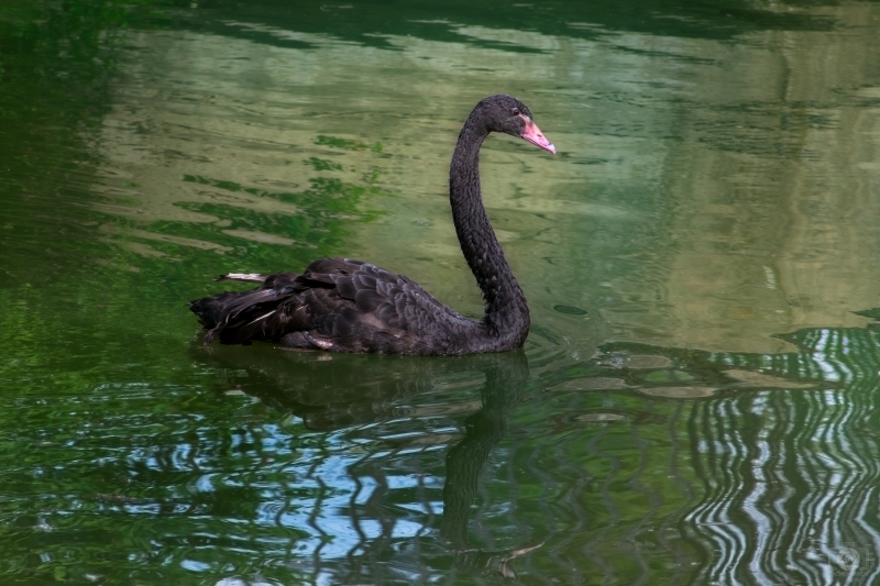 Black Swan Background - High-quality free Photo in cattegory Swans / Backgrounds from FreeArtBackgrounds.com