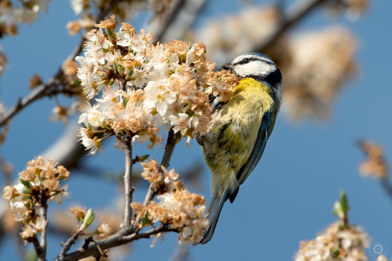 Blue Tit Perched In A White Blooming Tree Background - High-quality free Photo in cattegory Spring / Backgrounds from FreeArtBackgrounds.com