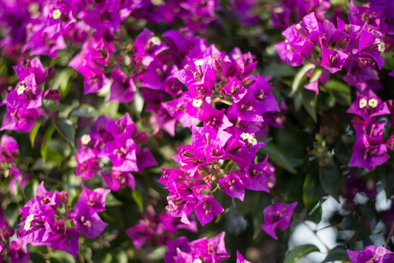 Bougainvillea Bush Background - High-quality free Photo in cattegory Flowers / Backgrounds from FreeArtBackgrounds.com