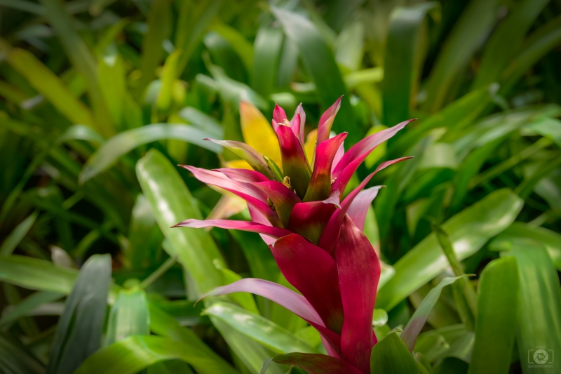 Bromeliad Tropical Plant Background - High-quality free Photo in cattegory Flowers / Backgrounds from FreeArtBackgrounds.com