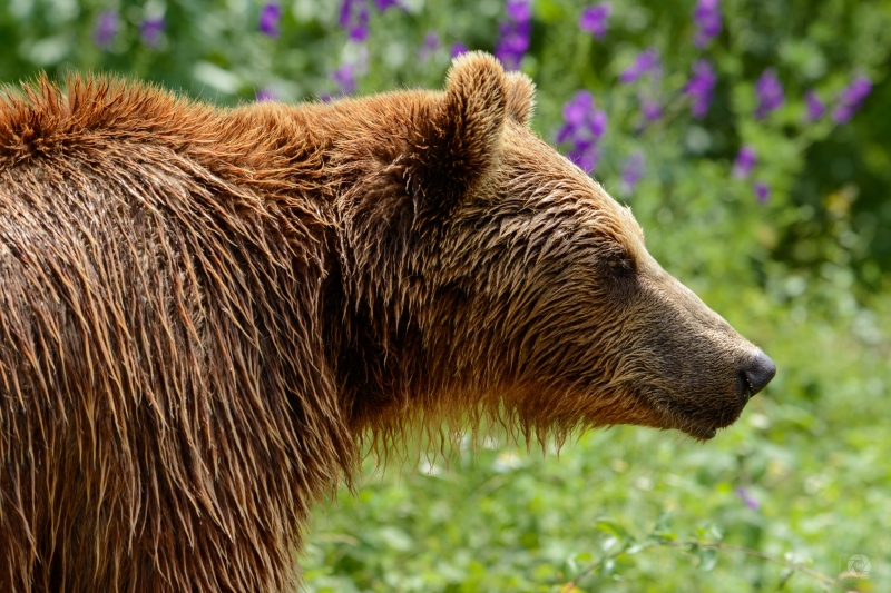 Brown Bear Background - High-quality free Photo in cattegory Animals / Backgrounds from FreeArtBackgrounds.com