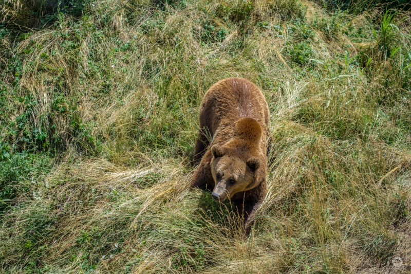Brown Bear in the Grass Background - High-quality free Photo in cattegory Animals / Backgrounds from FreeArtBackgrounds.com