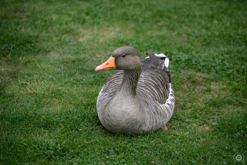 Brown Goose Sitting in Grass Background - High-quality free Photo in cattegory Birds / Backgrounds from FreeArtBackgrounds.com