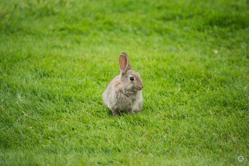 Brown Rabbit on Grass Background - High-quality free Photo in cattegory Animals / Backgrounds from FreeArtBackgrounds.com
