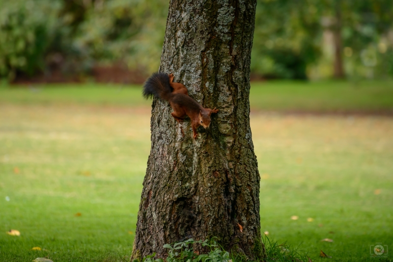 Brown Squirrel on a Tree Background - High-quality free Photo in cattegory Animals / Backgrounds from FreeArtBackgrounds.com