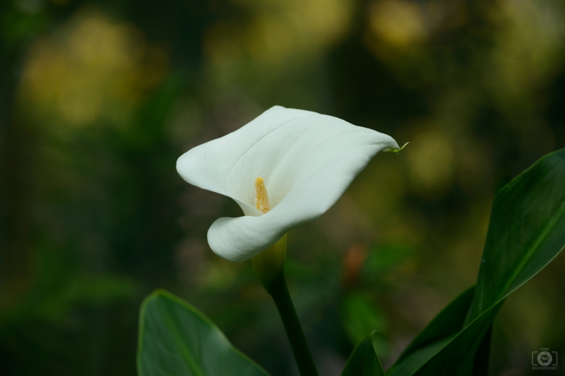 Calla Lily Background - High-quality free Photo in cattegory Flowers / Backgrounds from FreeArtBackgrounds.com