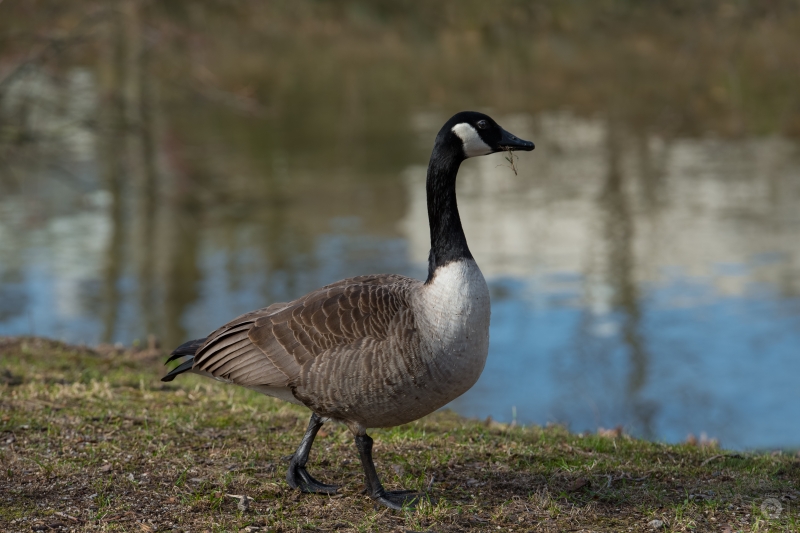 Canada Goose Background - High-quality free Photo in cattegory Birds / Backgrounds from FreeArtBackgrounds.com