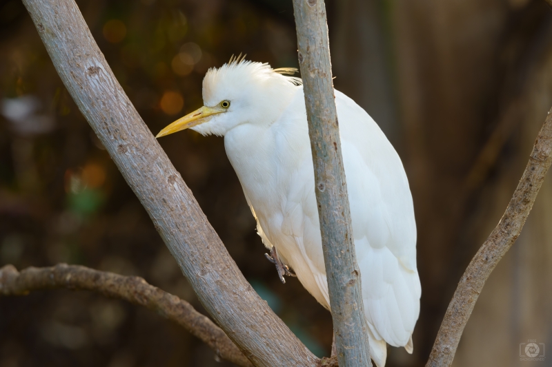 Cattle Egret Background - High-quality free Photo in cattegory Birds / Backgrounds from FreeArtBackgrounds.com