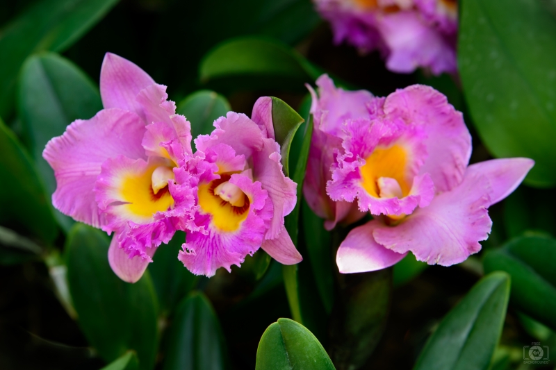 Cattleya Orchid Flower Background - High-quality free Photo in cattegory Orchids / Backgrounds from FreeArtBackgrounds.com