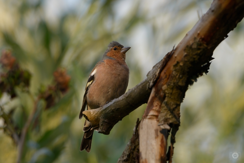 Chaffinch Bird Background - High-quality free Photo in cattegory Birds / Backgrounds from FreeArtBackgrounds.com