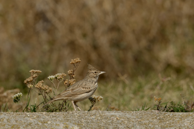 Crested Lark Bird Background - High-quality free Photo in cattegory Birds / Backgrounds from FreeArtBackgrounds.com