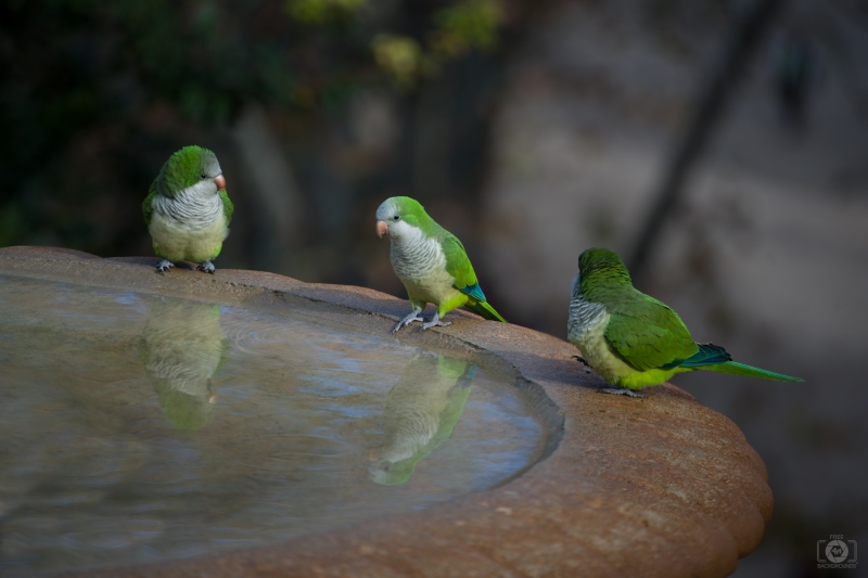 Cute Quaker Parrots Background - High-quality free Photo in cattegory Birds / Backgrounds from FreeArtBackgrounds.com