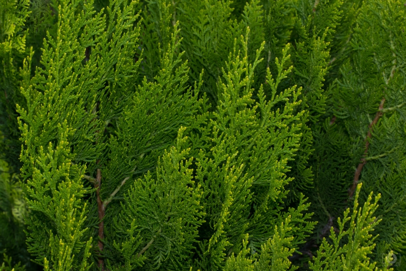 Cypress Leaves Texture - High-quality free Photo in cattegory Textures / Backgrounds from FreeArtBackgrounds.com