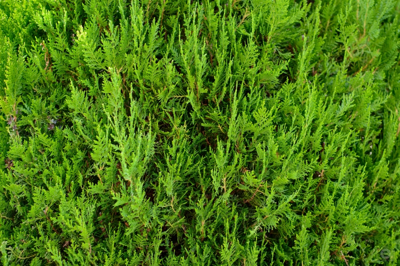 Cypress Texture - High-quality free Photo in cattegory Textures / Backgrounds from FreeArtBackgrounds.com