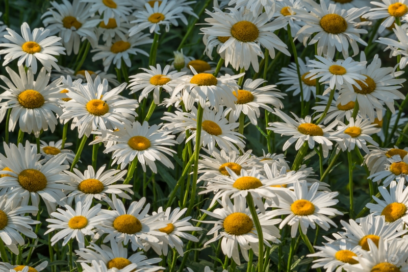 Daisies Background - High-quality free Photo in cattegory Flowers / Backgrounds from FreeArtBackgrounds.com