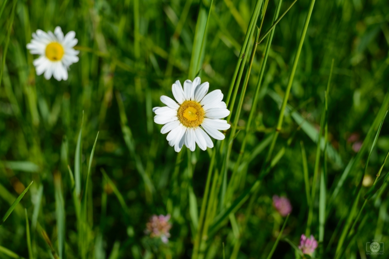 Daisy in the Grass Background - High-quality free Photo in cattegory Flowers / Backgrounds from FreeArtBackgrounds.com