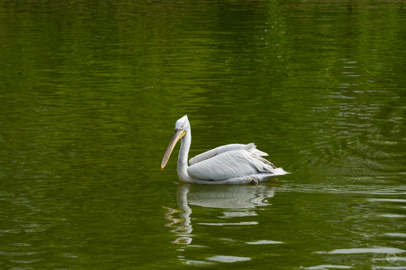 Dalmatian Pelican Background - High-quality free Photo in cattegory Birds / Backgrounds from FreeArtBackgrounds.com