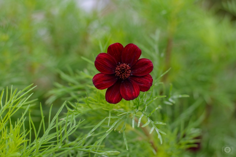 Dark Red Flower Background - High-quality free Photo in cattegory Flowers / Backgrounds from FreeArtBackgrounds.com