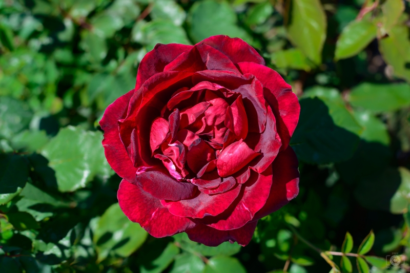 Dark Red Rose Background - High-quality free Photo in cattegory Roses / Backgrounds from FreeArtBackgrounds.com