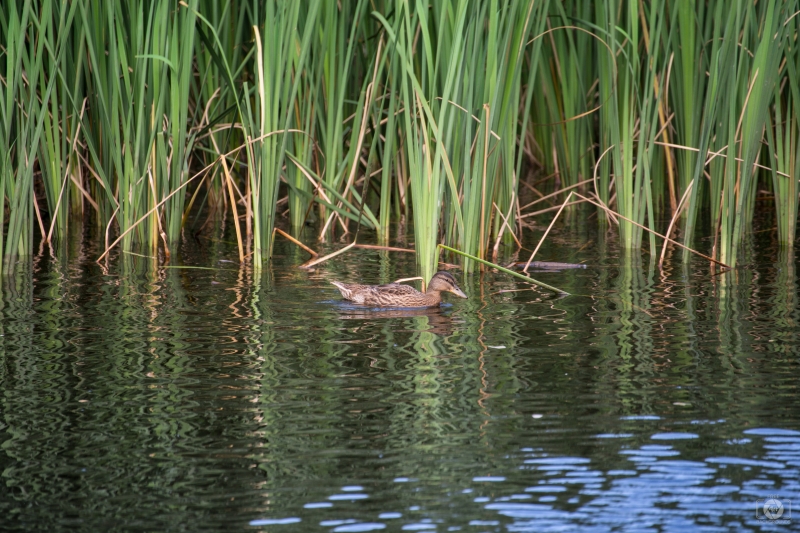 Duck Swimming in Marsh Background - High-quality free Photo in cattegory Birds / Backgrounds from FreeArtBackgrounds.com