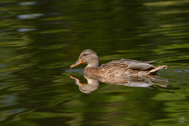 Duck in the Water Background - High-quality free Photo in cattegory Birds / Backgrounds from FreeArtBackgrounds.com