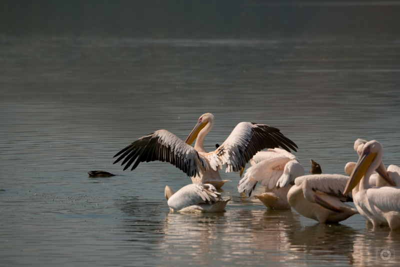 Eastern White Pelicans Background - High-quality free Photo in cattegory Birds / Backgrounds from FreeArtBackgrounds.com