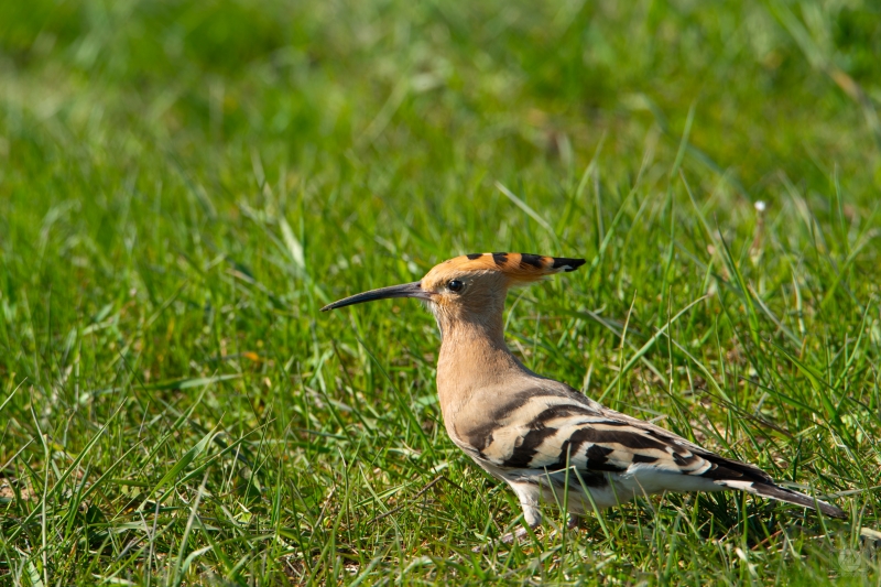 Eurasian Hoopoe Bird In Fresh Green Grass - High-quality free Photo in cattegory Birds / Backgrounds from FreeArtBackgrounds.com
