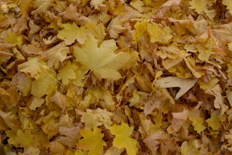 Fallen Fall Leaves Texture - High-quality free Photo in cattegory Textures / Backgrounds from FreeArtBackgrounds.com