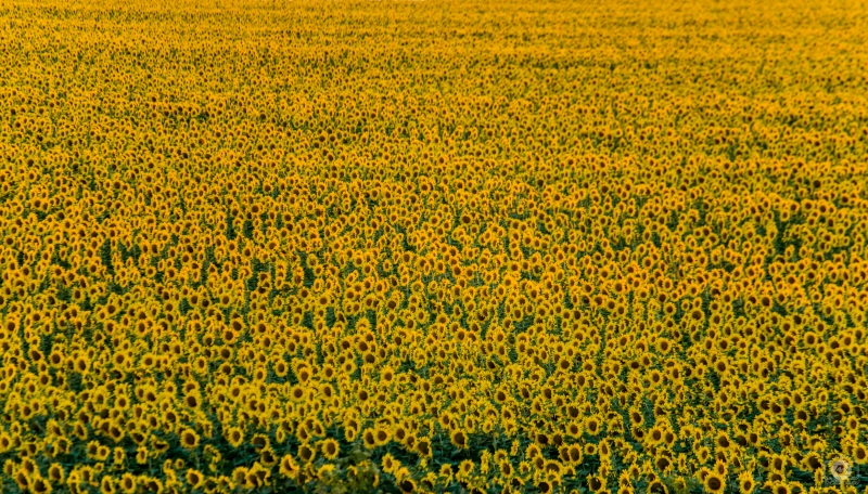 Field Of Sunflowers Background - High-quality free Photo in cattegory Landscapes / Backgrounds from FreeArtBackgrounds.com