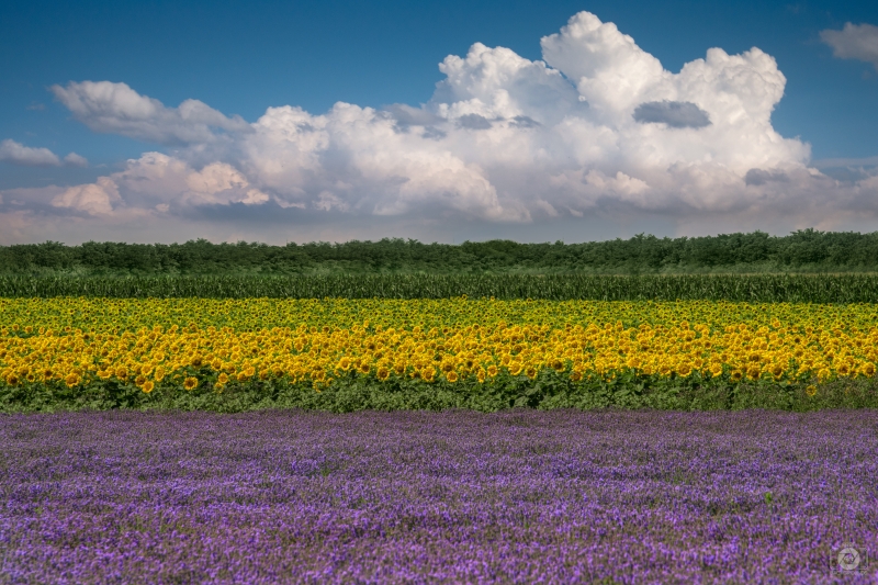 Fields with Sunflowers and Lavender Background - High-quality free Photo in cattegory Landscapes / Backgrounds from FreeArtBackgrounds.com