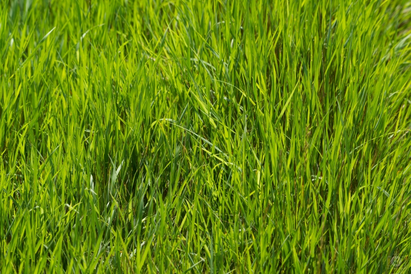 Fresh Grass Texture - High-quality free Photo in cattegory Textures / Backgrounds from FreeArtBackgrounds.com