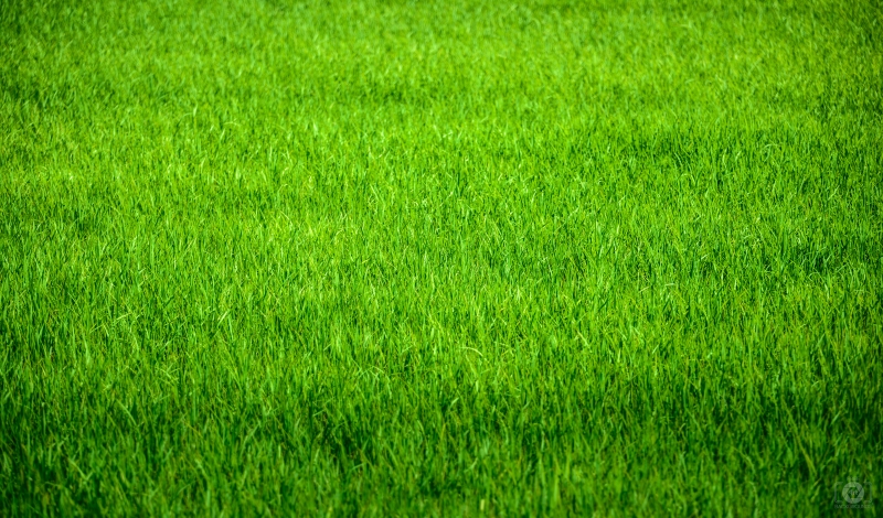 Garden Grass Texture - High-quality free Photo in cattegory Textures / Backgrounds from FreeArtBackgrounds.com