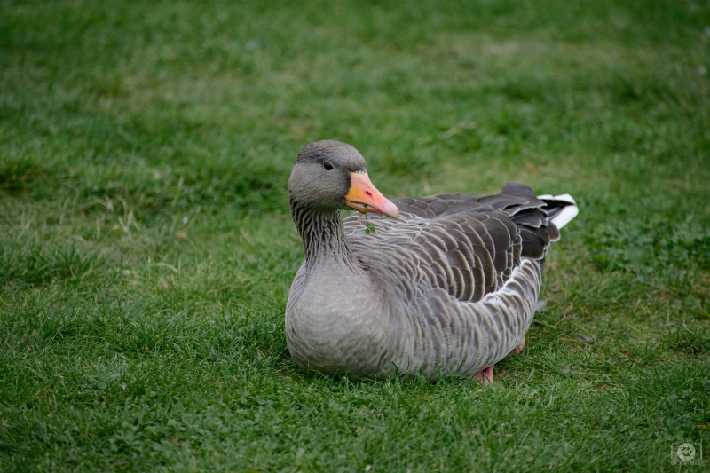 Goose Sitting in Grass Background - High-quality free Photo in cattegory Birds / Backgrounds from FreeArtBackgrounds.com