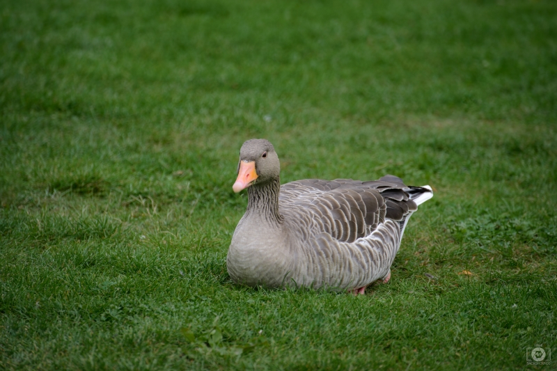 Goose Sitting in the Grass Background - High-quality free Photo in cattegory Birds / Backgrounds from FreeArtBackgrounds.com