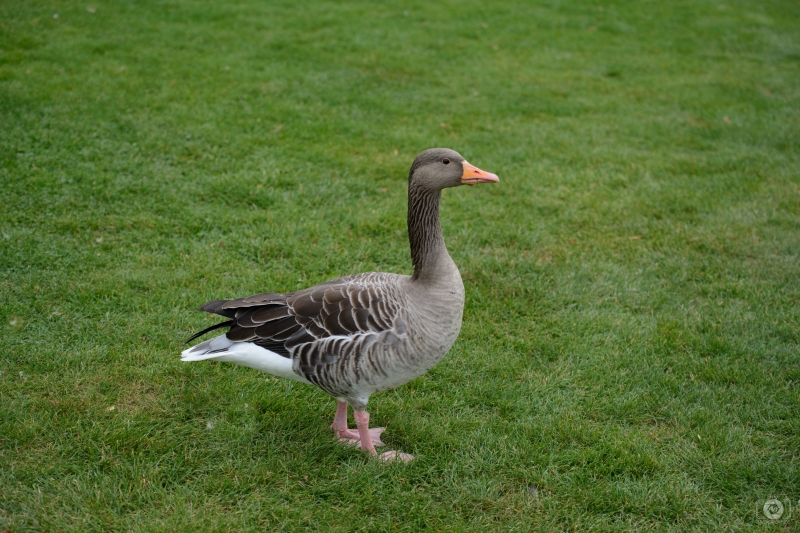 Goose the Grass Background - High-quality free Photo in cattegory Birds / Backgrounds from FreeArtBackgrounds.com