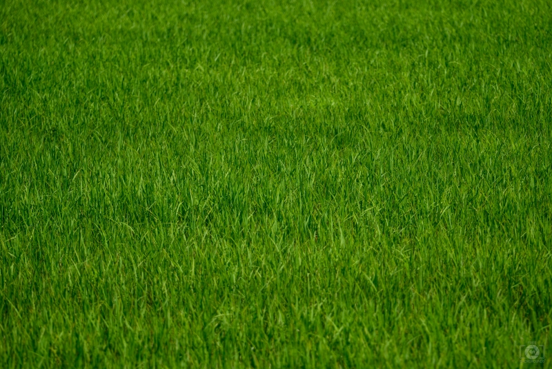 Grass Background - High-quality free Photo in cattegory Textures / Backgrounds from FreeArtBackgrounds.com