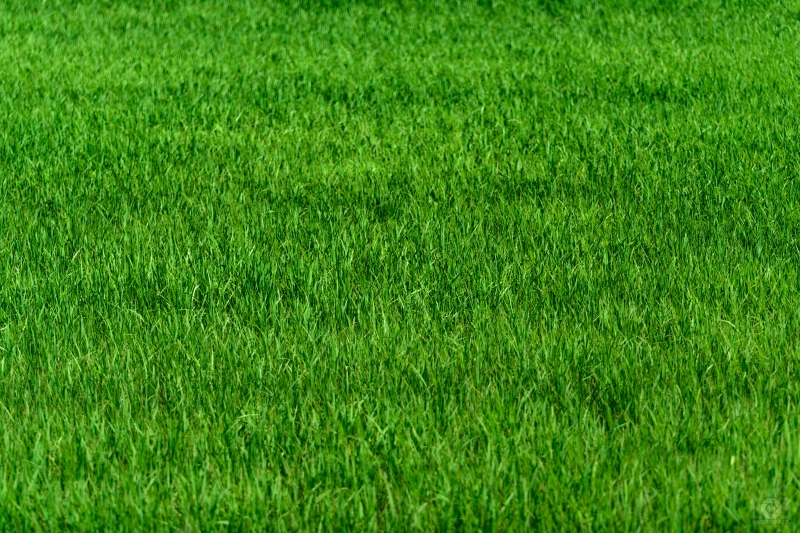 Grass Meadow Texture - High-quality free Photo in cattegory Textures / Backgrounds from FreeArtBackgrounds.com