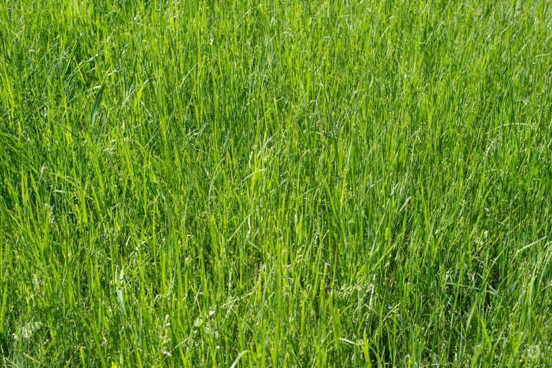 Grass Texture - High-quality free Photo in cattegory Textures / Backgrounds from FreeArtBackgrounds.com