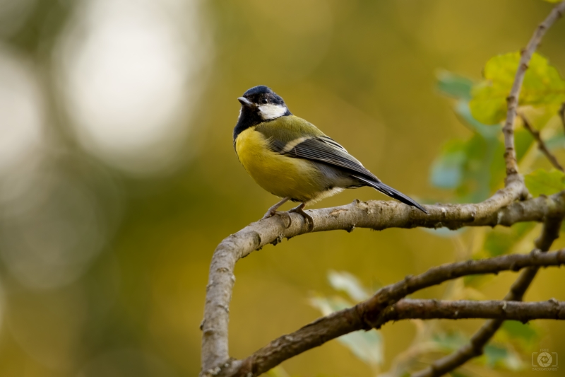 Great Tit Perched on a Branch - High-quality free Photo in cattegory Birds / Backgrounds from FreeArtBackgrounds.com