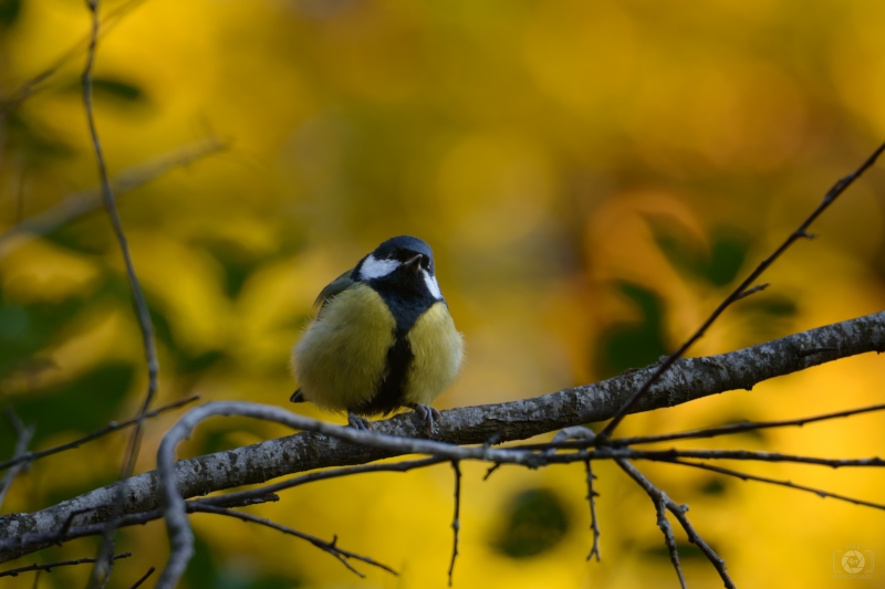 Great Tit Yellow Background - High-quality free Photo in cattegory Birds / Backgrounds from FreeArtBackgrounds.com